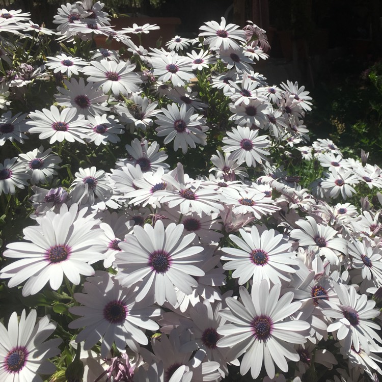 Plant image Osteospermum Ecklonis 'Akila White Purple Eye'