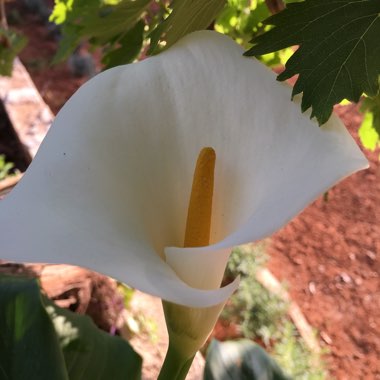 Zantedeschia 'White Giant'
