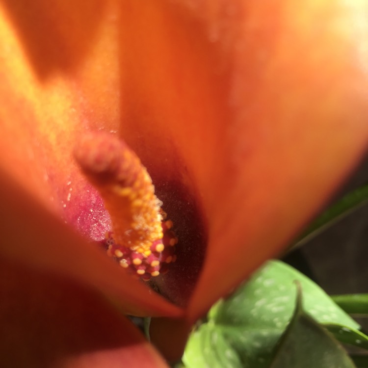 plant image 386458