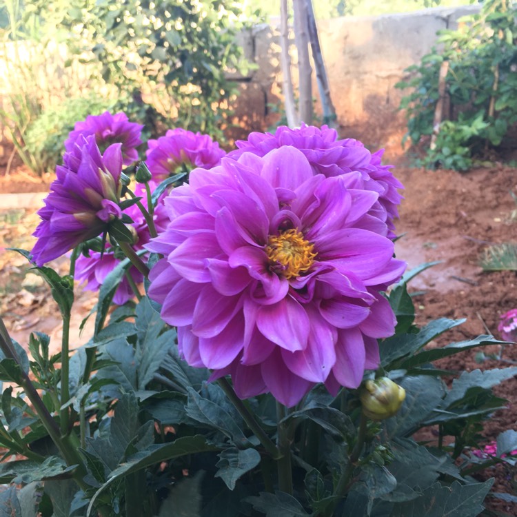 plant image 437077