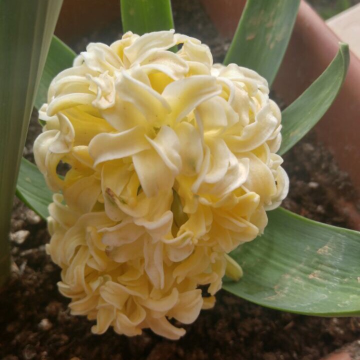 Plant image Hyacinthus orientalis 'City of Haarlem'