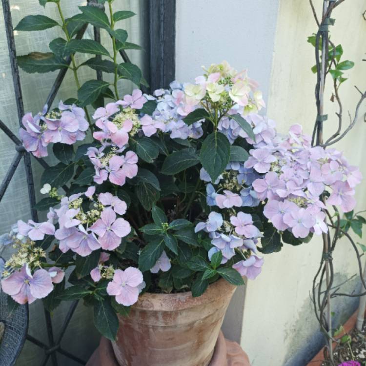Plant image Hydrangea Macrophylla 'Shugert'