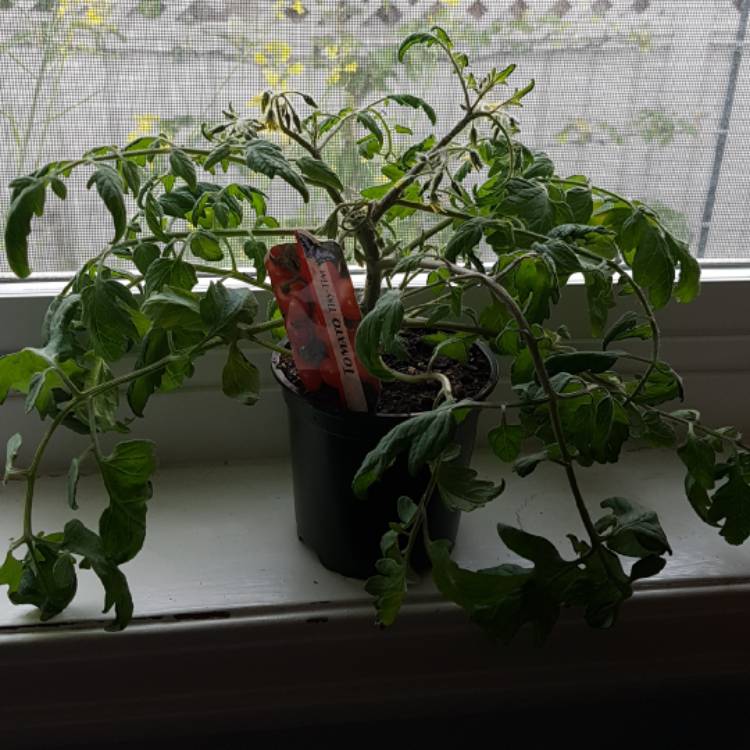 plant image 721454 plant image 721454