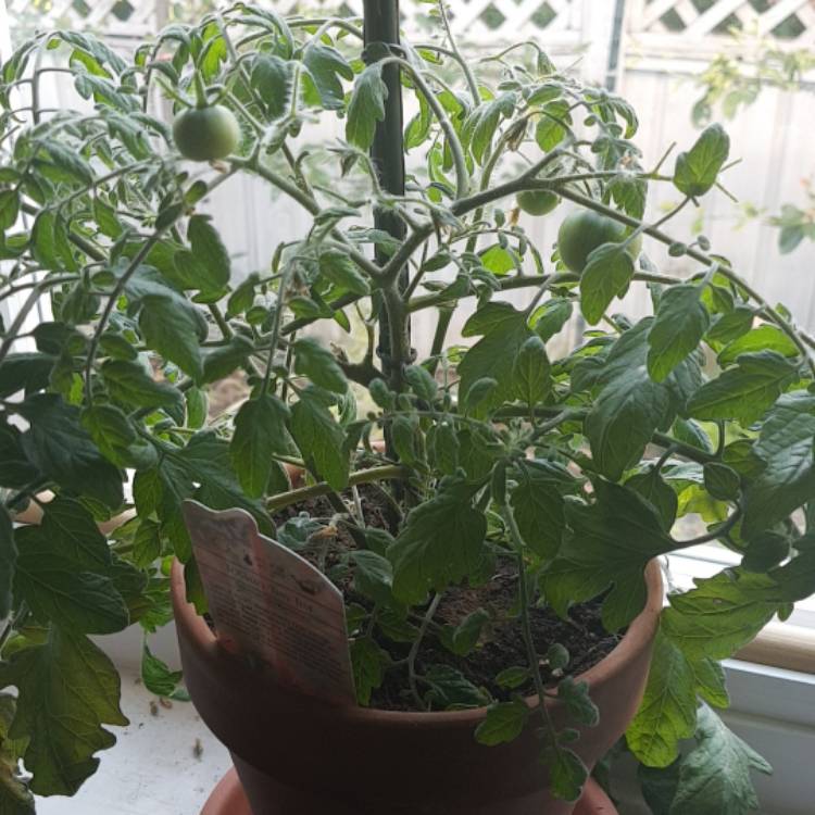 plant image 762115 plant image 762115