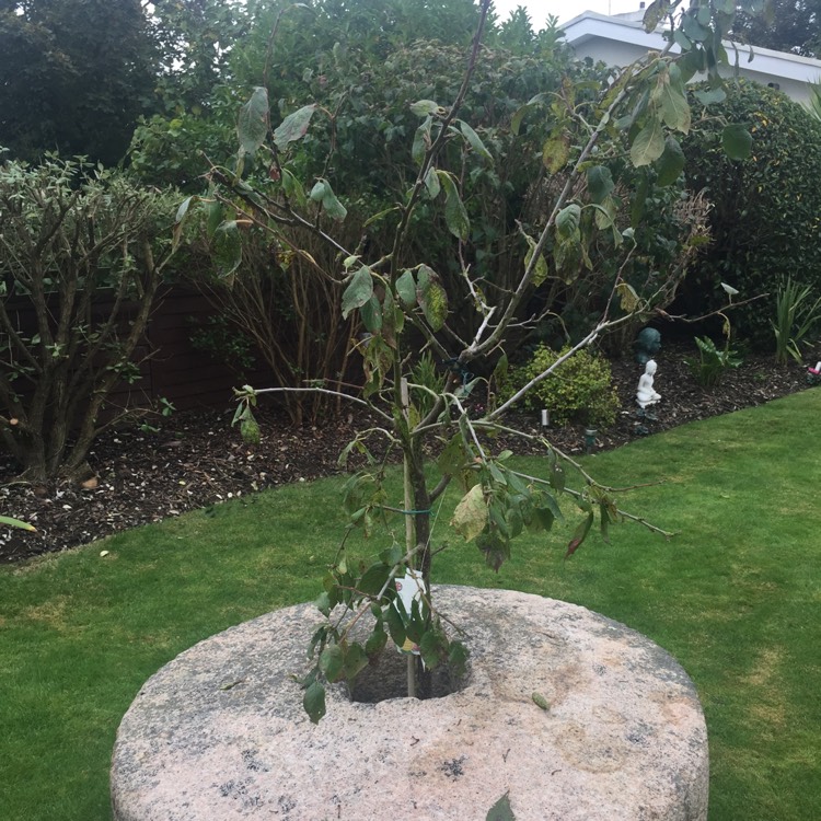 plant image 550253