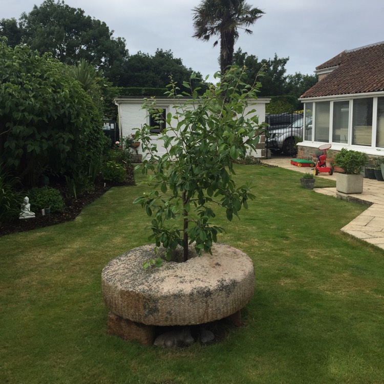 plant image 748698