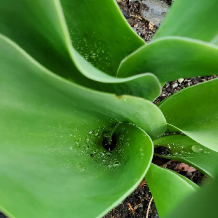 plant image 1001903 plant image 1001903