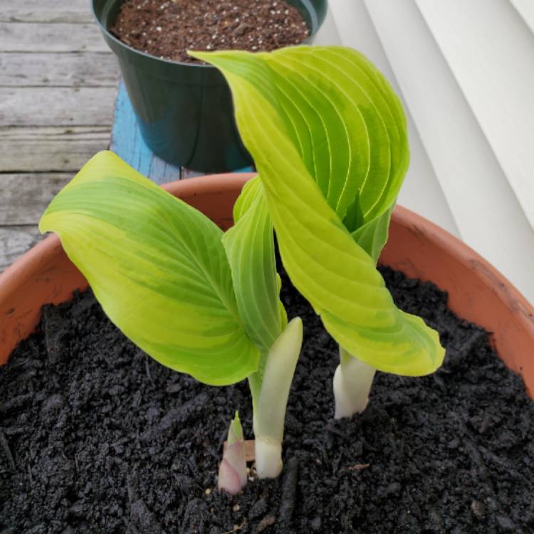 plant image 1002915