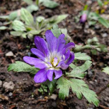 Anemone blanda 'Blue Shades'