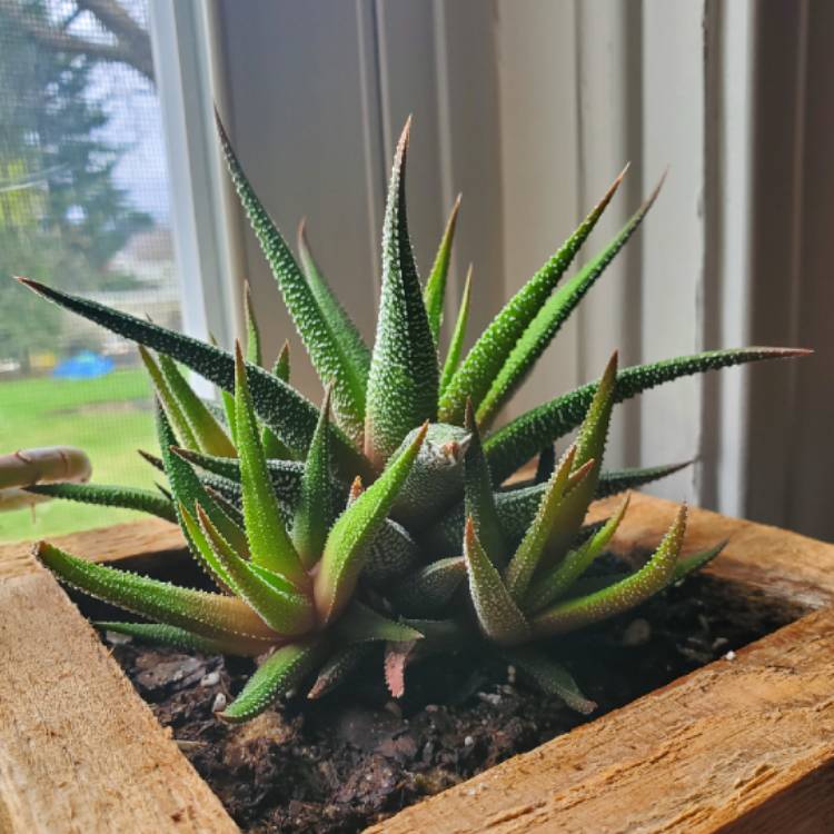plant image 1005342