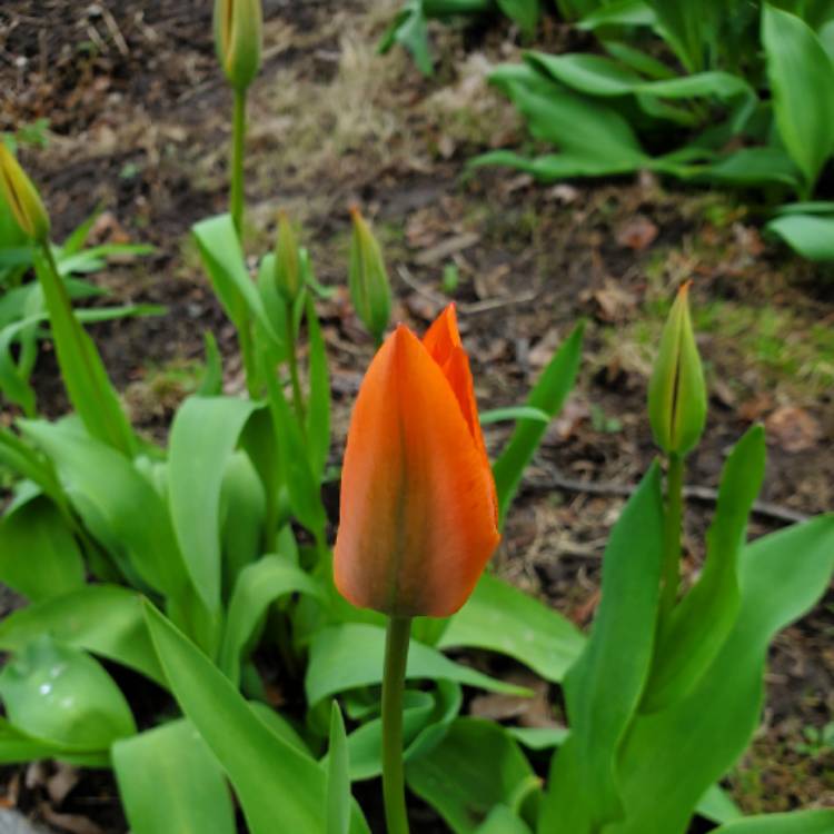 plant image 1005668 plant image 1005668