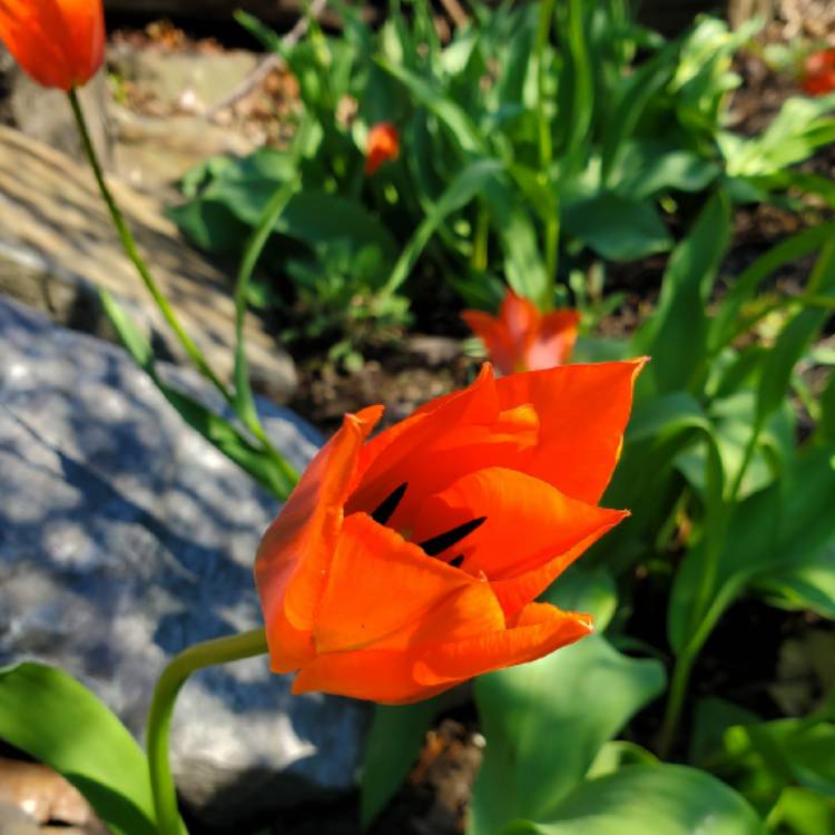 plant image 1008362 plant image 1008362