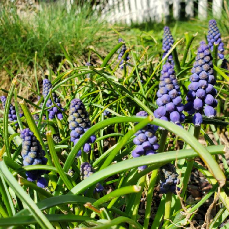 plant image 1011007 plant image 1011007