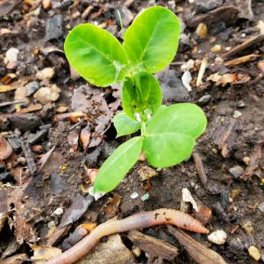 Pisum Sativum 'Little Marvel'