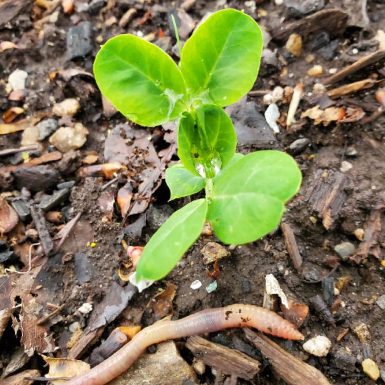 Plant image Pisum Sativum 'Little Marvel'