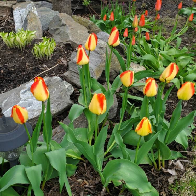 plant image 1016975 plant image 1016975