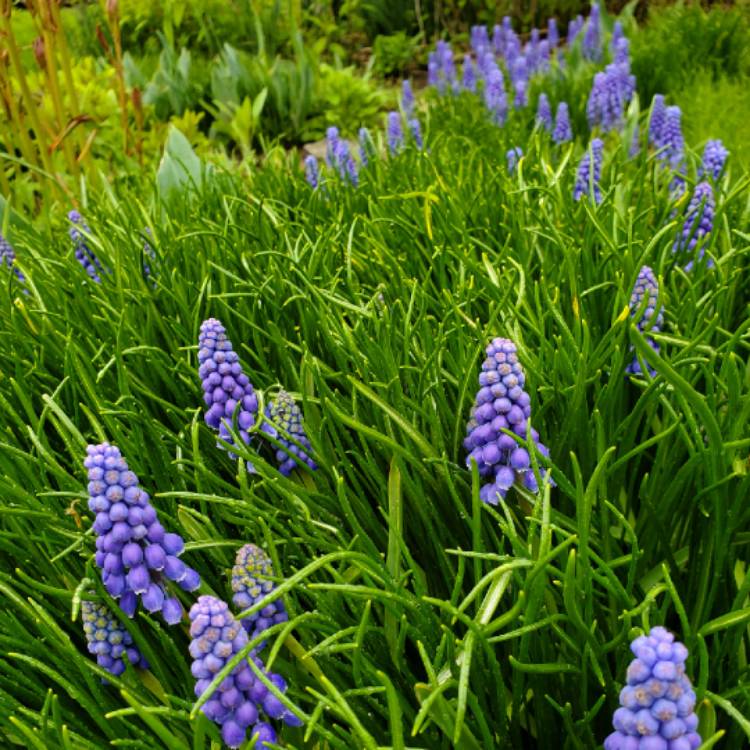 plant image 1018231 plant image 1018231