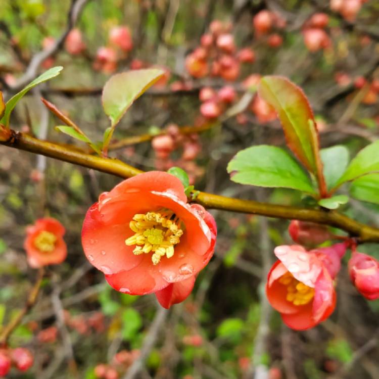 Plant image Chaenomeles x superba 'Pink Lady'