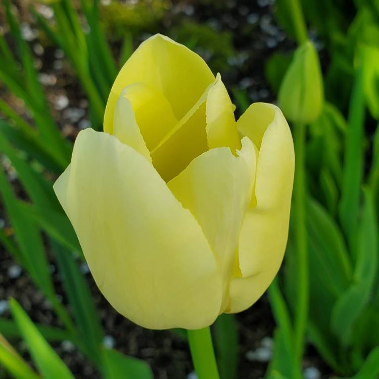 plant image 1045950