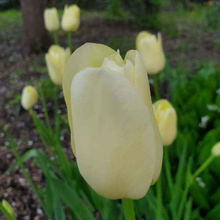 plant image 1048718