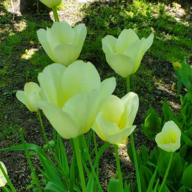 Tulipa 'Ivory Floradale'