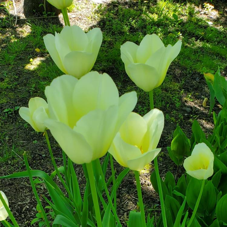 plant image 1057389