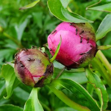 Paeonia