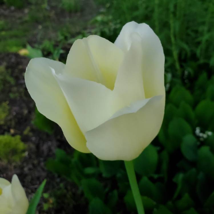 plant image 1060436