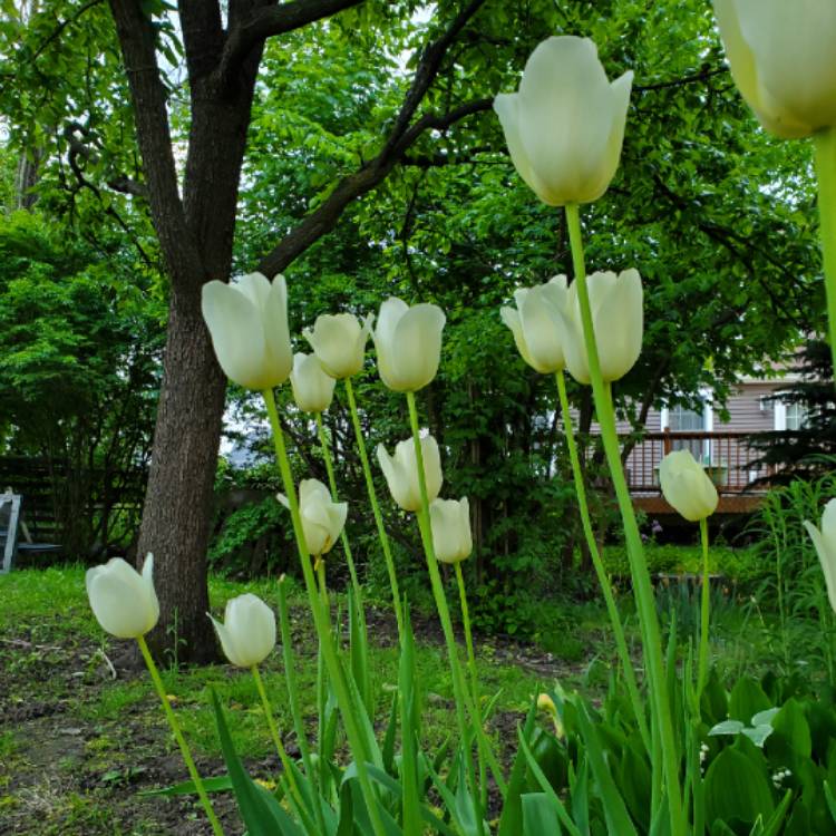 plant image 1067629