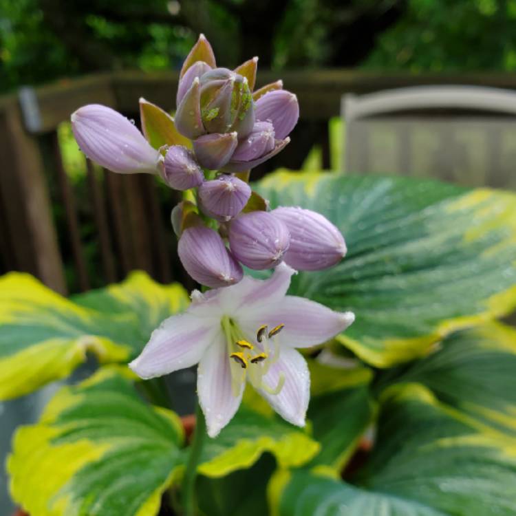 plant image 1083388