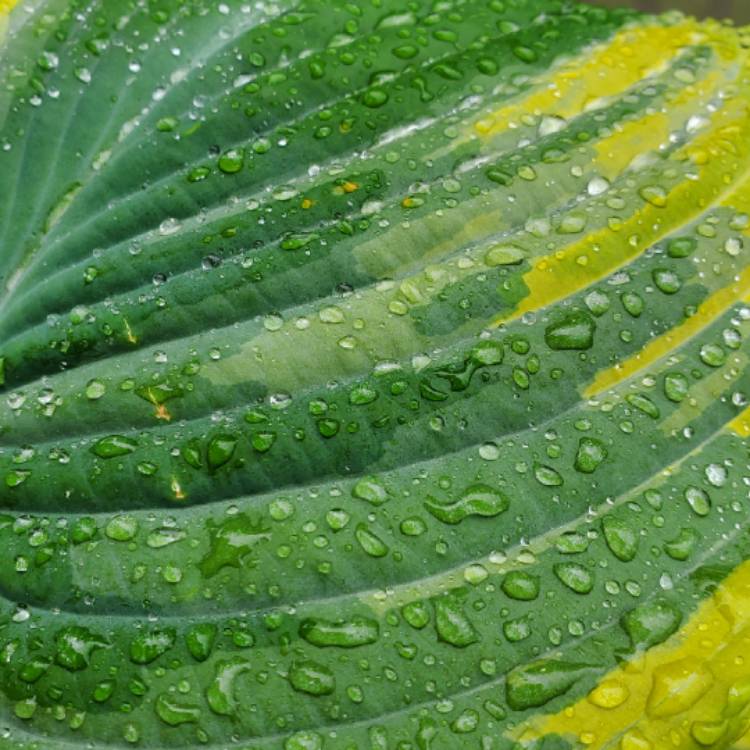 plant image 1083464