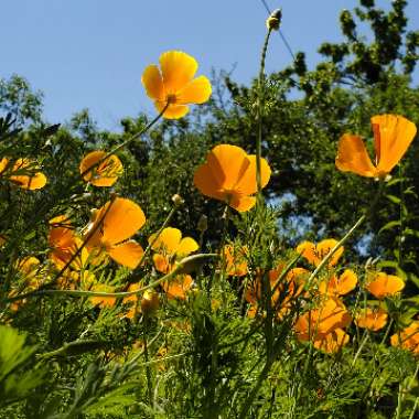 Eschscholzia californica