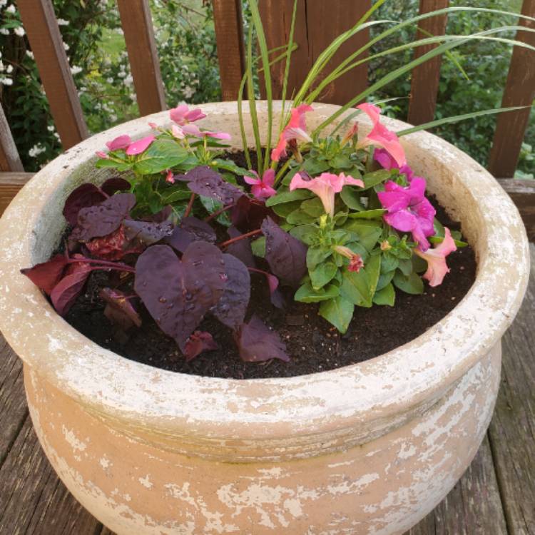 Plant image Ipomoea Batatas 'Sweet Caroline Green'