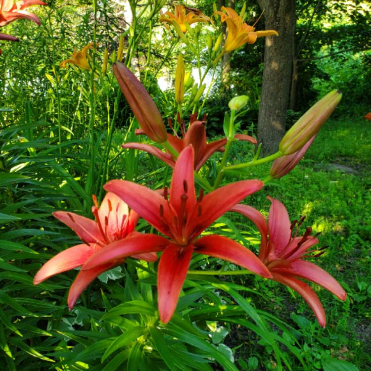 plant image 1100758