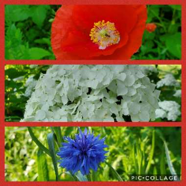 Papaver rhoeas