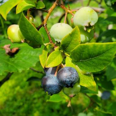 Vaccinium corymbosum