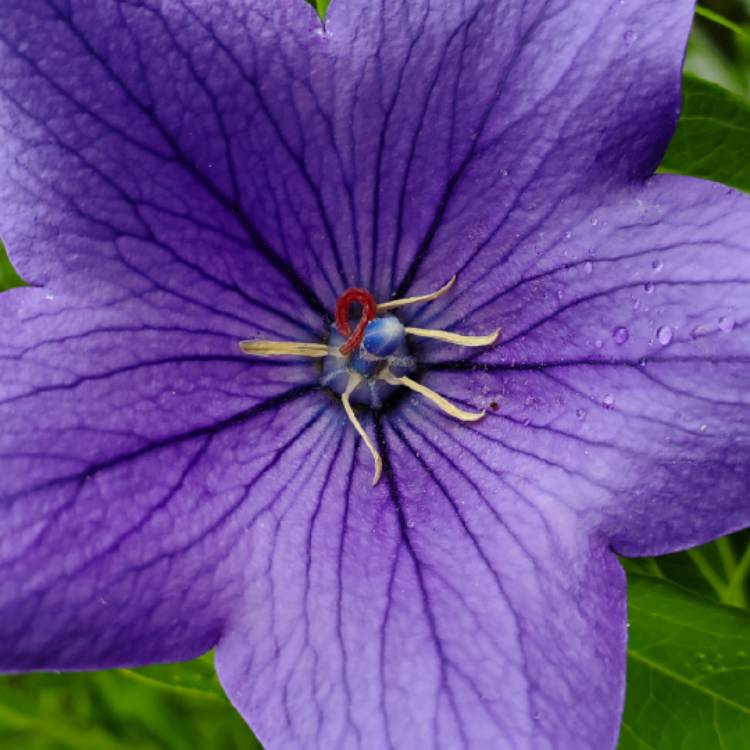 plant image 1121476 plant image 1121476