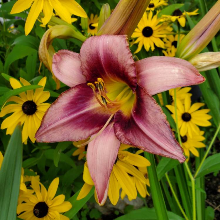 plant image 1123496 plant image 1123496
