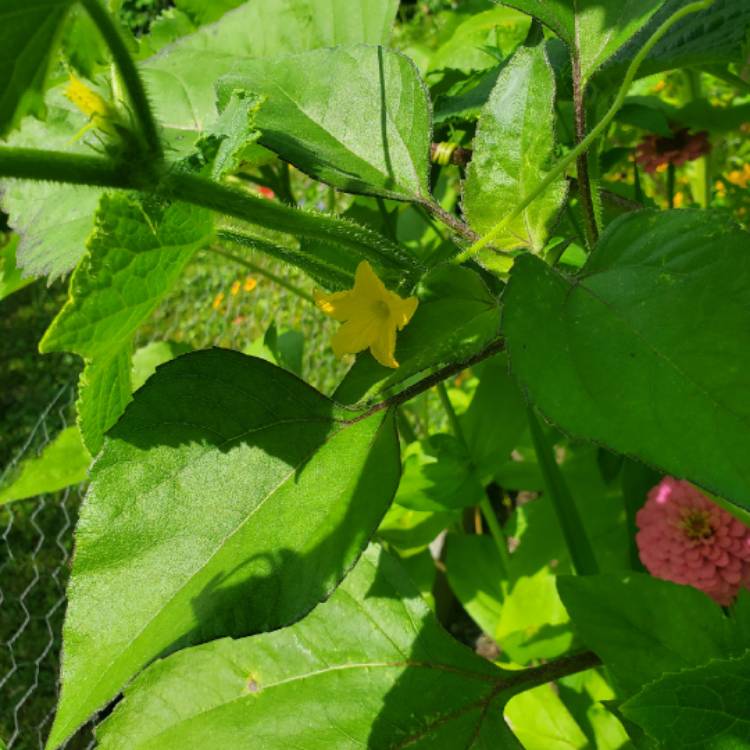 plant image 1132338