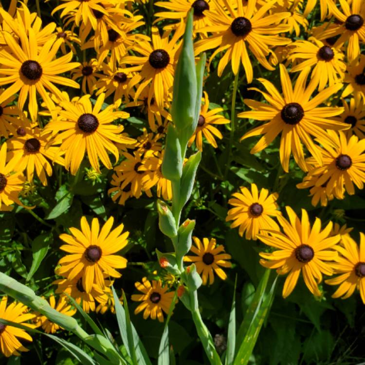 plant image 1136465
