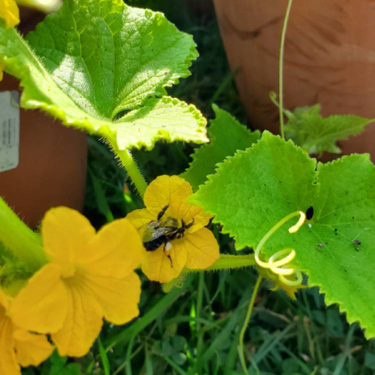 Plant image Cucumis sativus 'Boston Pickling'