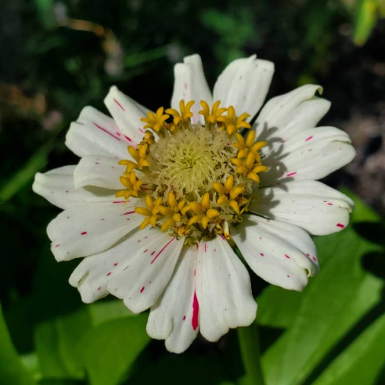 plant image 1136710