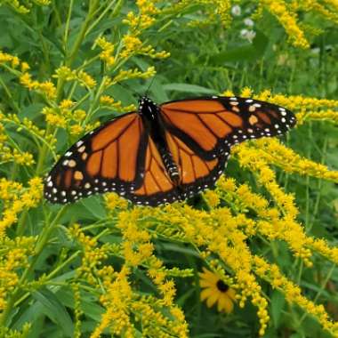 Solidago