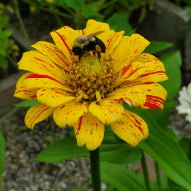 Zinnia elegans 'Early Wonder Mix'