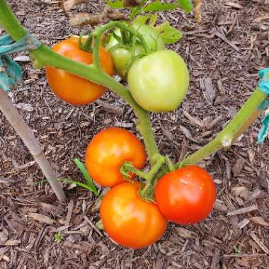 Solanum lycopersicum 'Beefsteak'