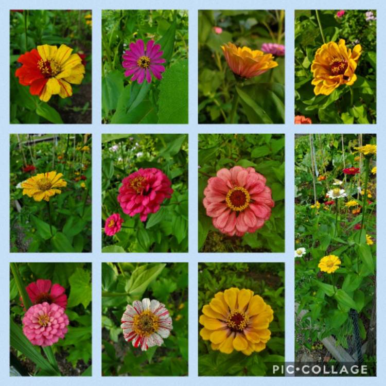 plant image 1155765