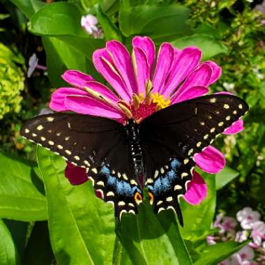 Zinnia elegans 'Purple Prince'