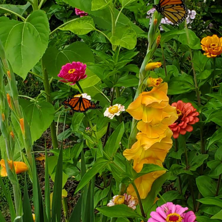 plant image 1158148