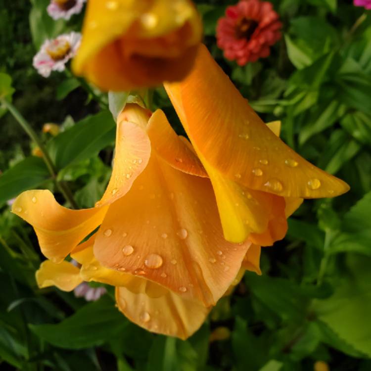 plant image 1159941