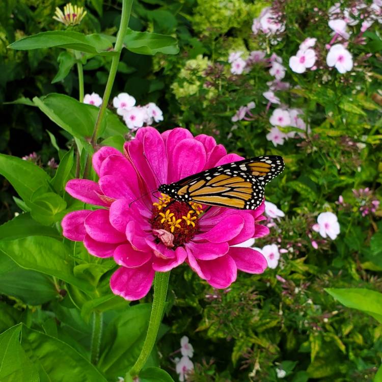 plant image 1163188 plant image 1163188